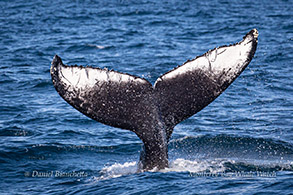 Humpback Whale fluke ID photo photo by Daniel Bianchetta