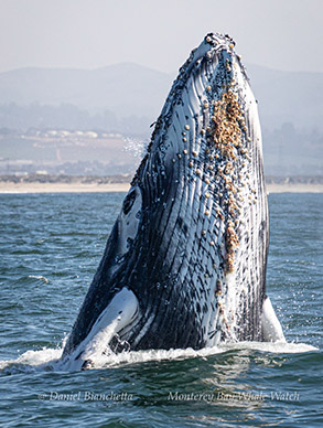 Humpback Whale Google photo by Daniel Bianchetta