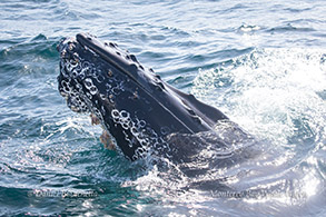 Humpback Whale head photo by Daniel Bianchetta