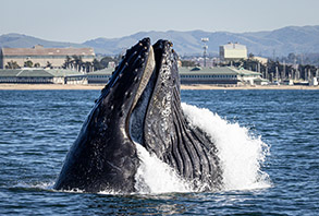 Humpback Whale lunge-feeding photo by Daniel Bianchetta