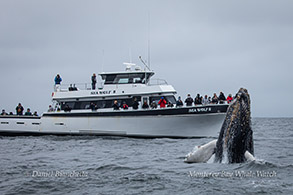 Humpback Whale near Sea Wolf II photo by Daniel Bianchetta