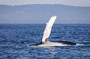 Humpback Whale pectoral fin photo by Daniel Bianchetta