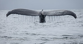 Humpback Whale preparing to dive photo by Daniel Bianchetta