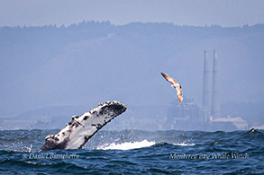 Humpback Whale side-lunging photo by Daniel Bianchetta