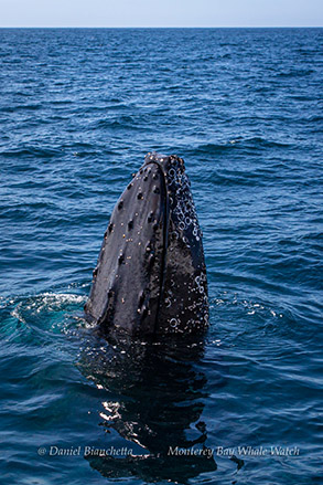 Humpback Whale spyhopping photo by Daniel Bianchetta