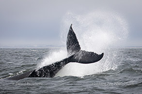 Humpback Whale surface rolling and tail throwing photo by Daniel Bianchetta