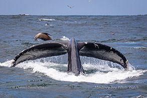Humpback Whale tail and Sea Lion photo by Daniel Bianchetta