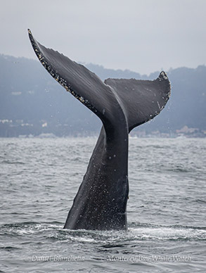 Humpback Whale tail dorsal (back) side photo by Daniel Bianchetta