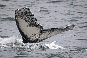 Humpback Whale tail with Killer Whale rake marks photo by Daniel Bianchetta