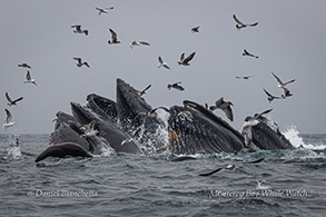 Humpback Whales feeding frenzy photo by Daniel Bianchetta