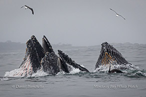 Humpback Whales lunge-feeding photo by Daniel Bianchetta