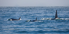 KIller Whales CA27s photo by Daniel Bianchetta