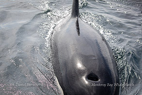 Killer Whale blow hole close-up photo by Daniel Bianchetta