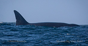 Killer Whale (Orca - CA140 Emma) photo by Daniel Bianchetta