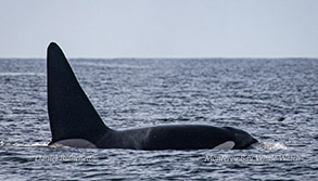Killer Whale CA171B Fatfin photo by Daniel Bianchetta