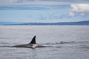 Killer Whale (Orca) photo by Daniel Bianchetta