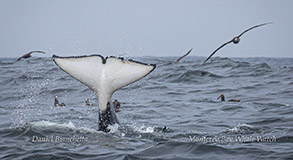 Underside of Orca fluke photo by Daniel Bianchetta