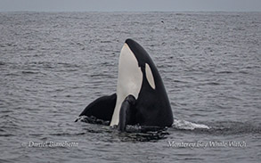 Killer Whale (orca) spyhopping photo by Daniel Bianchetta