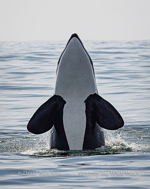Killer Whale spyhopping photo by Daniel Bianchetta