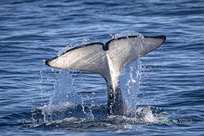 Killer Whale (Orca) tail photo by Daniel Bianchetta