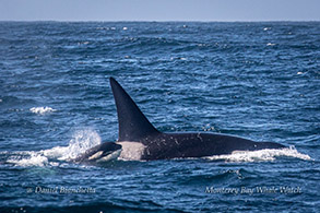 Killer Whales (Orcas - CA140C Ben and CA140E calf) photo by Daniel Bianchetta