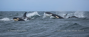 Killer Whales (Orca) photo by Daniel Bianchetta
