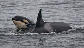 Killer Whales (Orcas) photo by Daniel Bianchetta