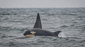 Closeup of juvenile Humpback Whale photo by Daniel Bianchetta