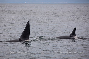 Orcas (Killer Whales) Fatfin and CA169 photo by Daniel Bianchetta