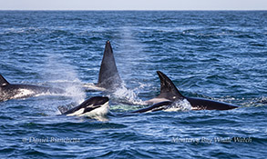 Killer Whales including calves photo by Daniel Bianchetta
