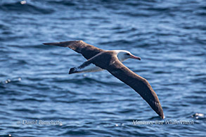 Laysan Albatross photo by Daniel Bianchetta
