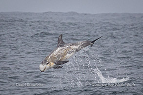 Leaping Risso's Dolphin photo by Daniel Bianchetta