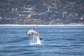 Leaping Risso's Dolphin photo by Daniel Bianchetta