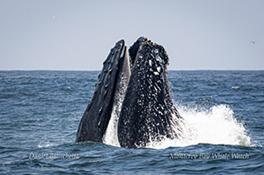 Lunge-feeding Humpback Whale (Note baleen) photo by Daniel Bianchetta