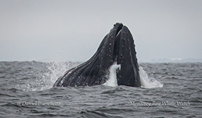 Lunge-feeding Humpback Whale photo by Daniel Bianchetta