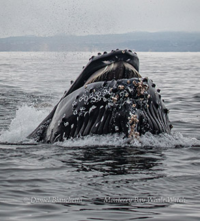 Lunge-feeding Humpback Whale with baleen and barnacles photo by Daniel Bianchetta