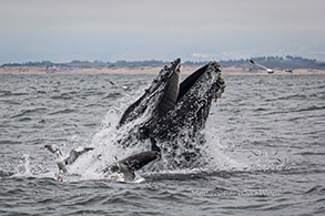 Lunge-feeding Humpback Whale with Sea Lion and Gulls photo by Daniel Bianchetta