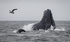 Lunge-feeding Humpback Whale with Sea Lion and Gull photo by Daniel Bianchetta