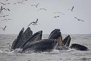 Lunge-feeding Humpback Whales photo by Daniel Bianchetta