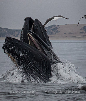 Lunge-feeding Humpback Whales photo by Daniel Bianchetta