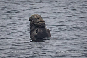 Male Elephant Seal photo by Daniel Bianchetta