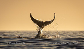 Male Killer Whale tail slapping photo by Daniel Bianchetta