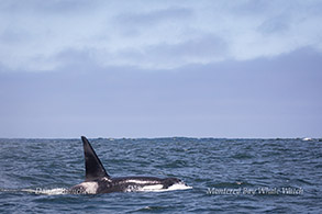 Male Orca (Killer Whale) photo by Daniel Bianchetta