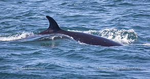Minke Whale photo by Daniel Bianchetta