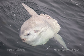 Mola Mola (Ocean Sunfish) photo by Daniel Bianchetta