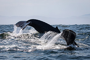 Mom and calf Humpback Whales photo by Daniel Bianchetta