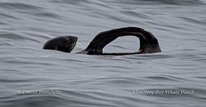 Northern Fur Seal photo by Daniel Bianchetta