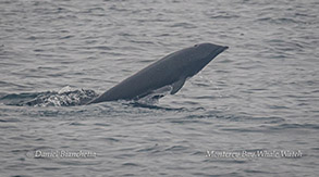 Northern Right Whale Dolphin photo by Daniel Bianchetta