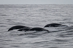 Northern Right Whale Dolphins photo by Daniel Bianchetta