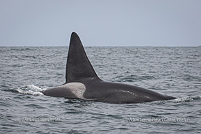Killer Whale (Orca - CA171B - Fatfin) photo by Daniel Bianchetta